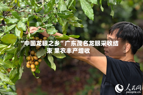 “中国龙眼之乡	”广东茂名龙眼采收结束 果农丰产增收-第2张图片