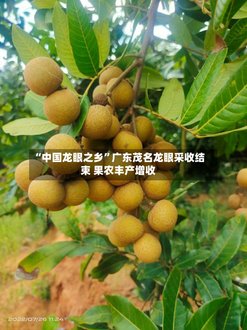 “中国龙眼之乡”广东茂名龙眼采收结束 果农丰产增收-第3张图片